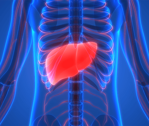 Human Body Organs Anatomy (Liver)_672429166_small