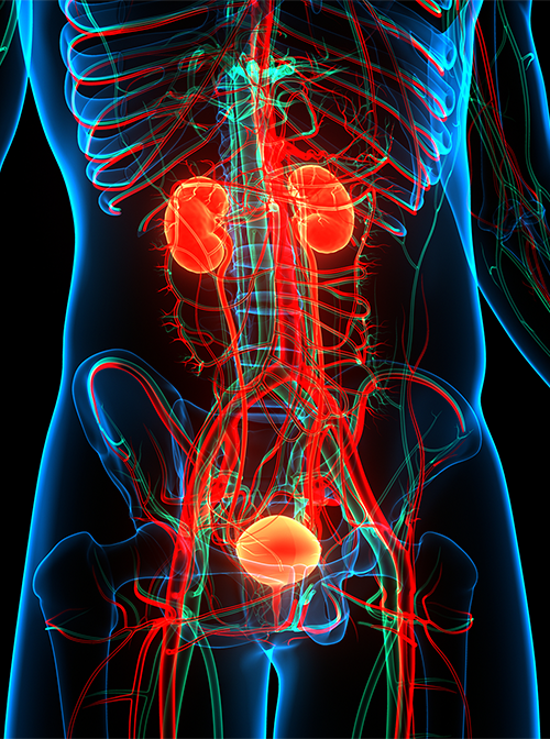 Kidneys with Bladder_1290469746_SM-1