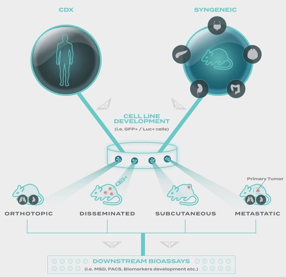 cdx_ex_vivo